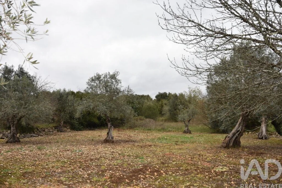 Terreno para Venda em Chãos Foto 23