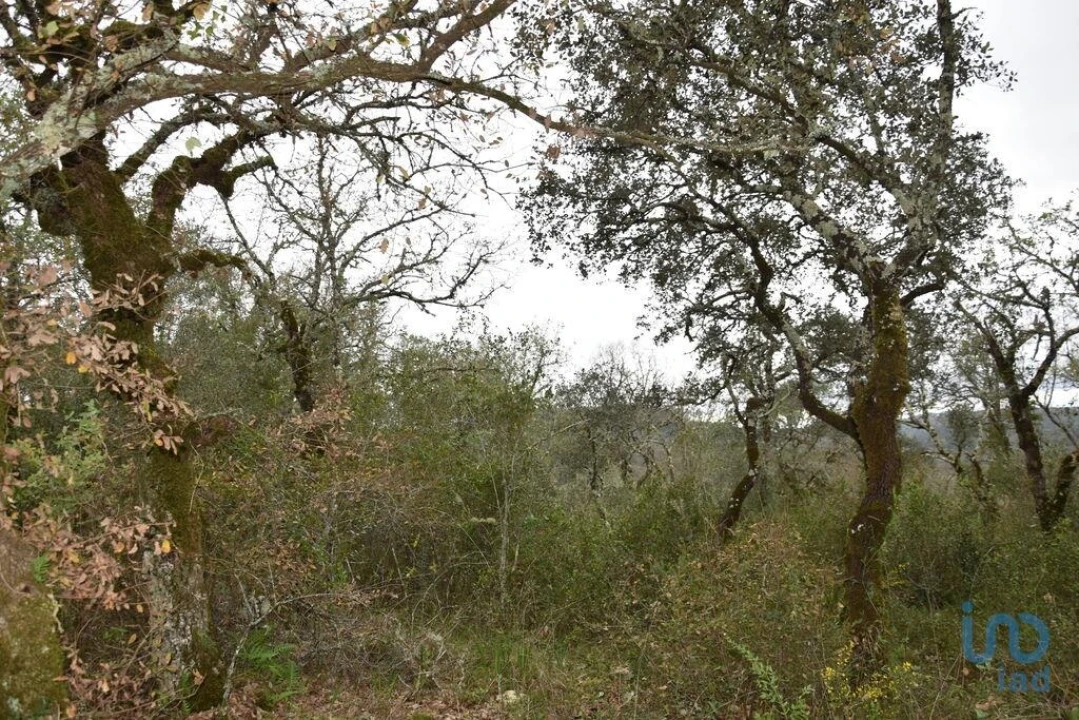 Terreno para Venda em Chãos Foto 10