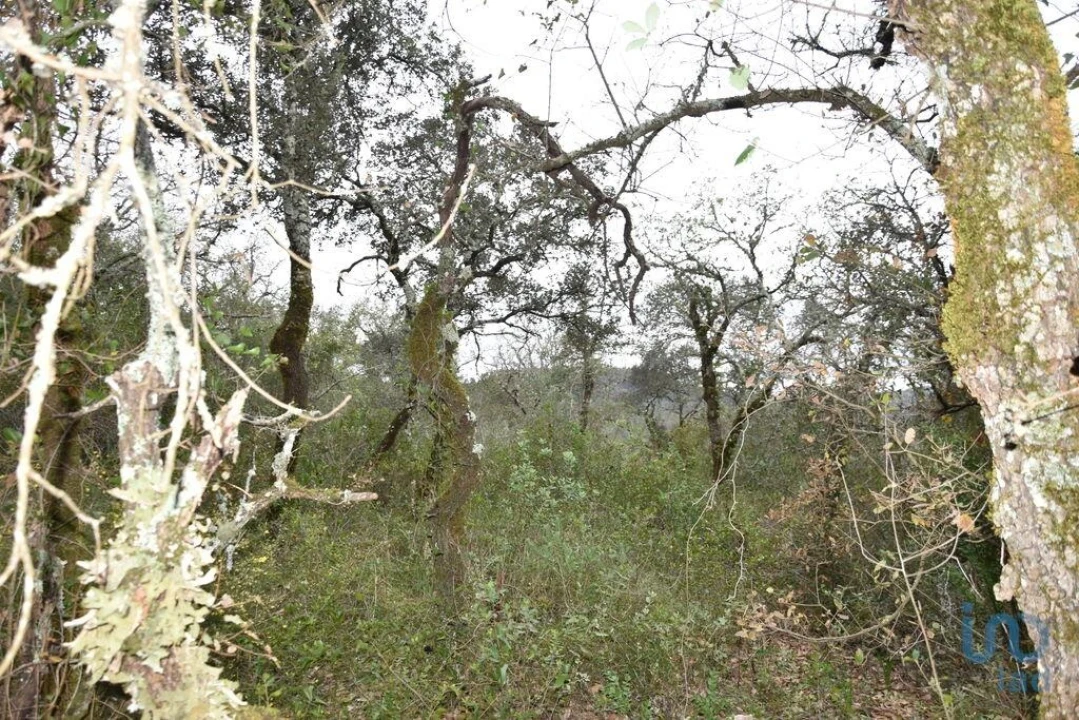 Terreno para Venda em Chãos Foto 9
