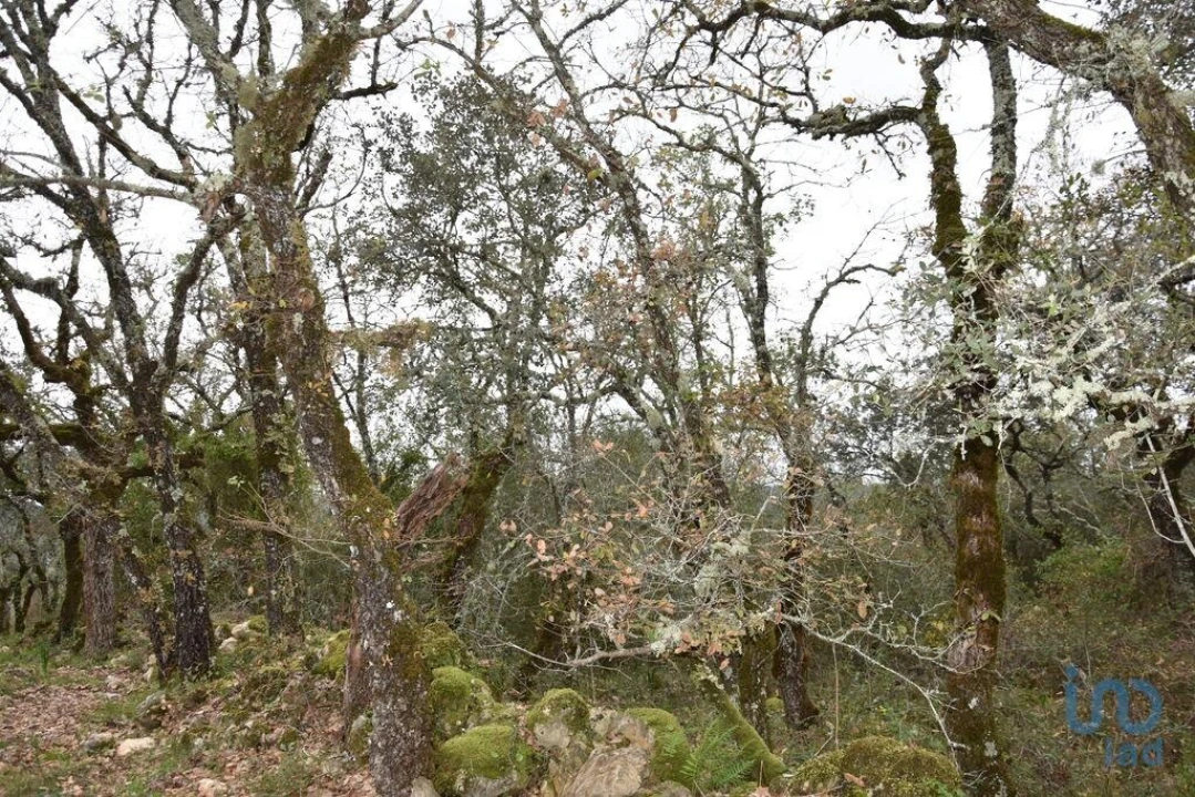 Terreno para Venda em Chãos Foto 12