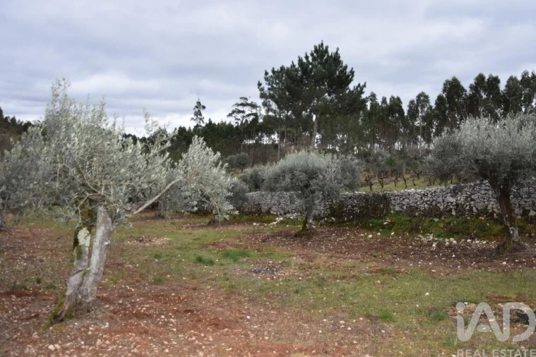 Terreno para Venda em Chãos Foto 17