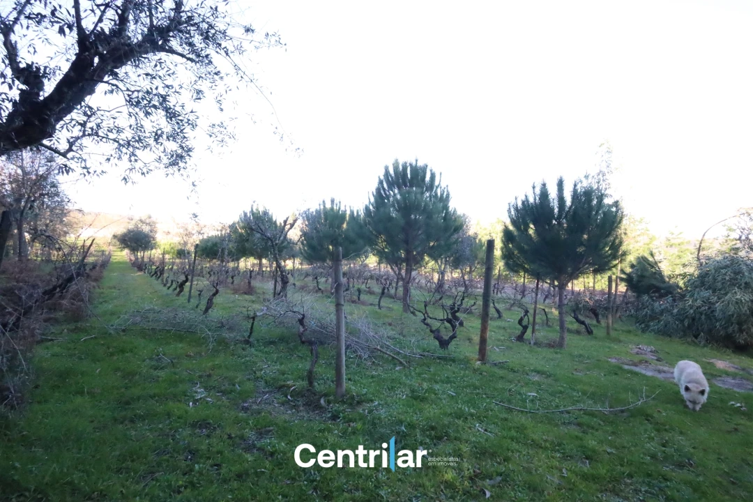 Terreno Agricola ou Rústico para Venda em Santiago de Cassurrães e Póvoa de Cervães Foto 10
