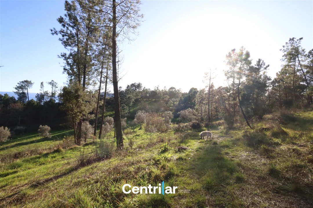 Terreno Agricola ou Rústico para Venda em Santiago de Cassurrães e Póvoa de Cervães Foto 12