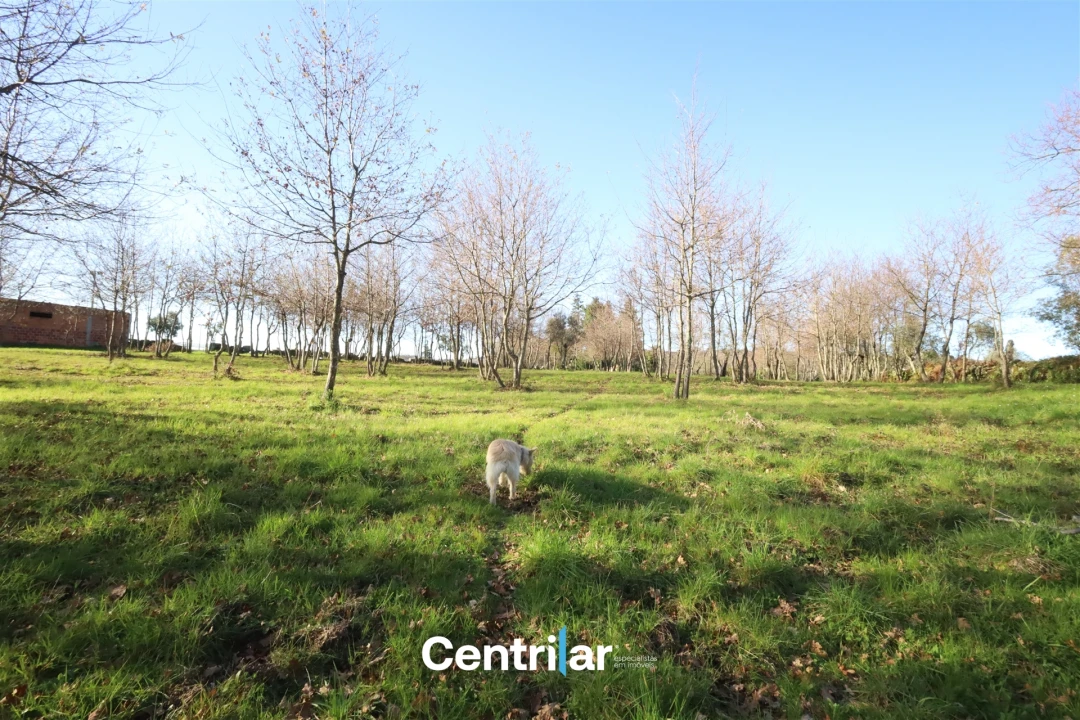 Terreno Agricola ou Rústico para Venda em Santiago de Cassurrães e Póvoa de Cervães Foto 18