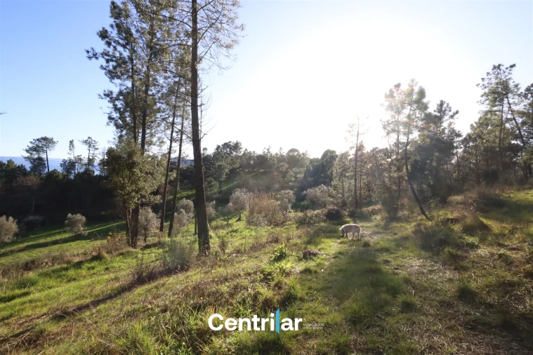 Terreno Agricola ou Rústico para Venda em Santiago de Cassurrães e Póvoa de Cervães Foto 12