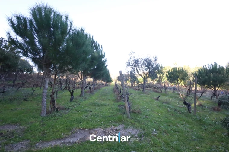 Terreno Agricola ou Rústico para Venda em Santiago de Cassurrães e Póvoa de Cervães Foto 9