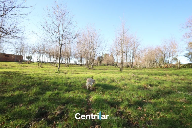 Terreno Agricola ou Rústico para Venda em Santiago de Cassurrães e Póvoa de Cervães Foto 18