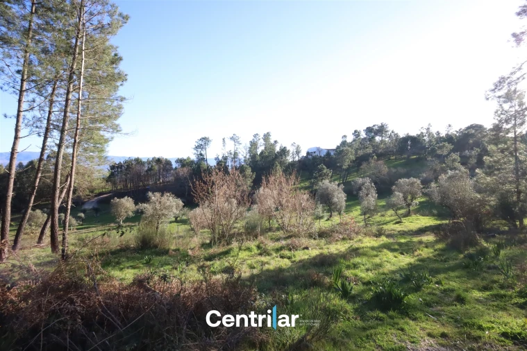 Terreno Agricola ou Rústico para Venda em Santiago de Cassurrães e Póvoa de Cervães Foto 14