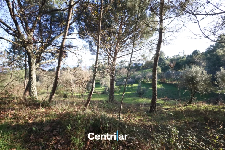 Terreno Agricola ou Rústico para Venda em Santiago de Cassurrães e Póvoa de Cervães Foto 15