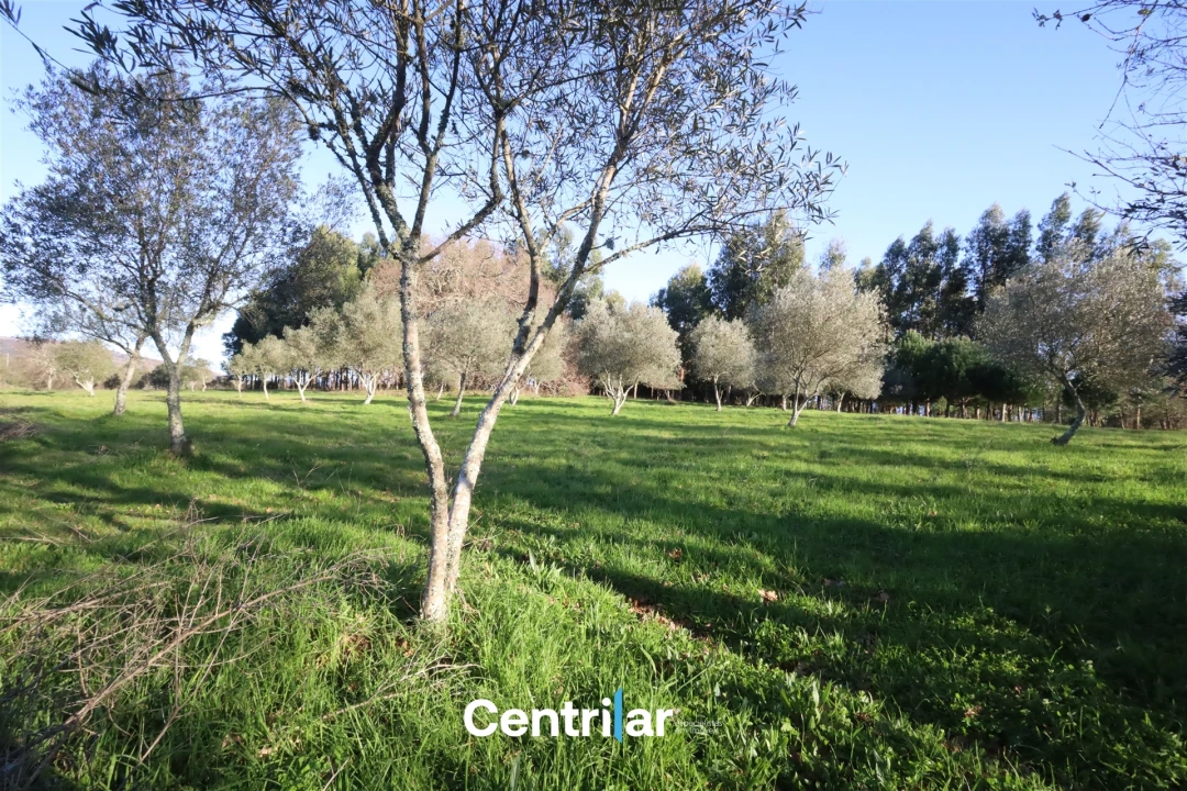 Terreno Agricola ou Rústico para Venda em Santiago de Cassurrães e Póvoa de Cervães Foto 19