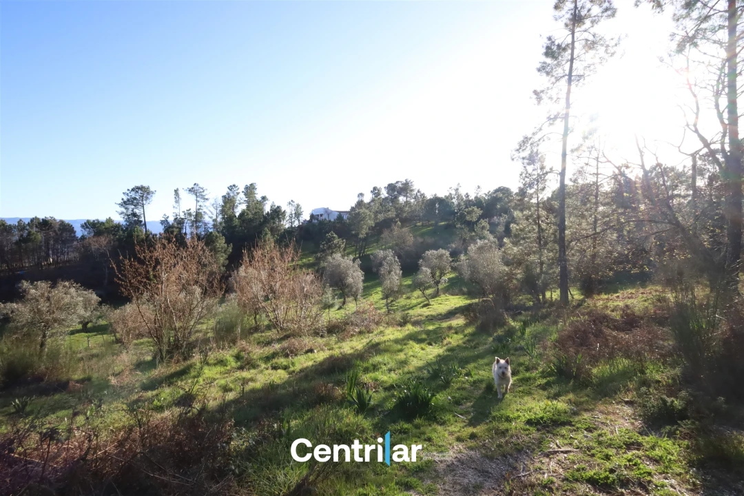 Terreno Agricola ou Rústico para Venda em Santiago de Cassurrães e Póvoa de Cervães Foto 13
