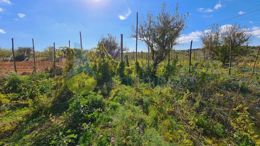 Terreno Agricola ou Rústico para Venda em Guia Foto 5