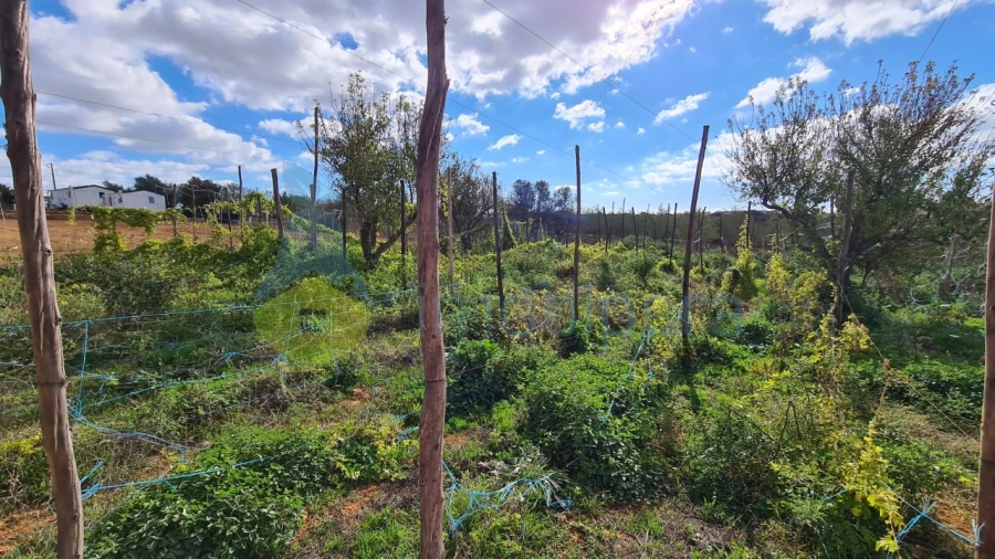 Terreno Agricola ou Rústico para Venda em Guia Foto 9