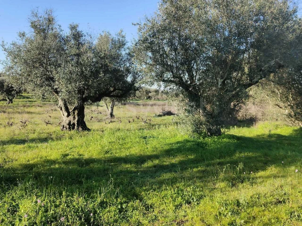Terreno Agricola ou Rústico para Venda em Vila Alva Foto 1