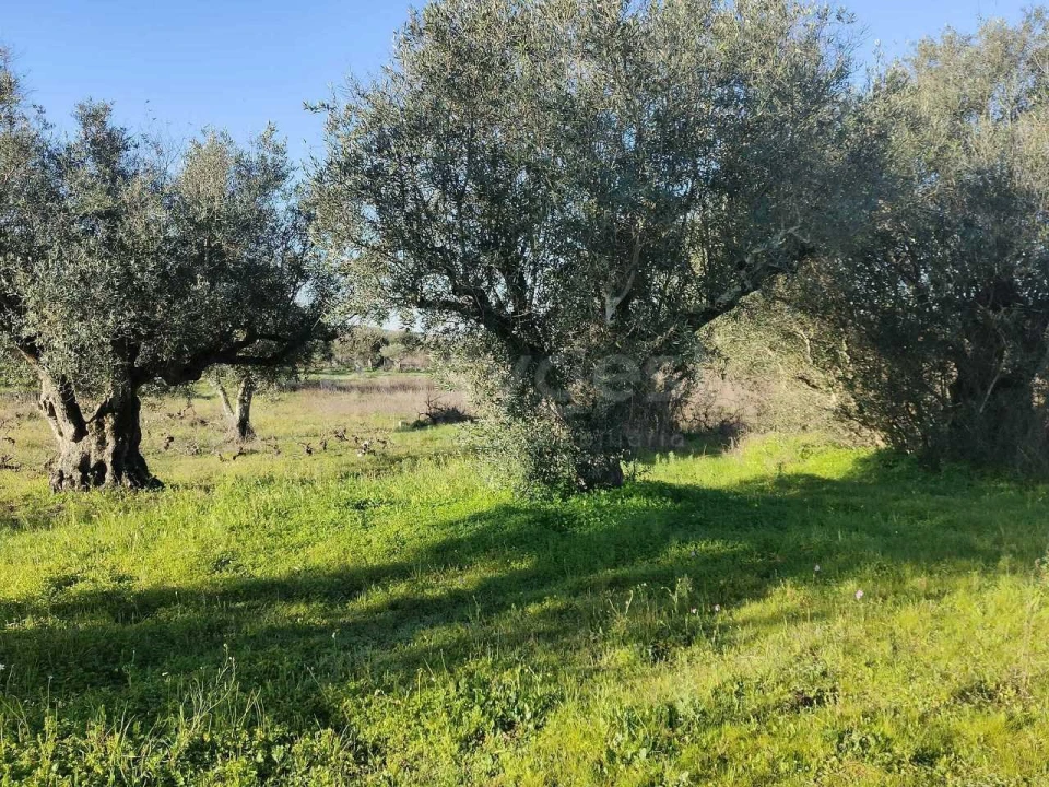 Terreno Agricola ou Rústico para Venda em Vila Alva Foto 2