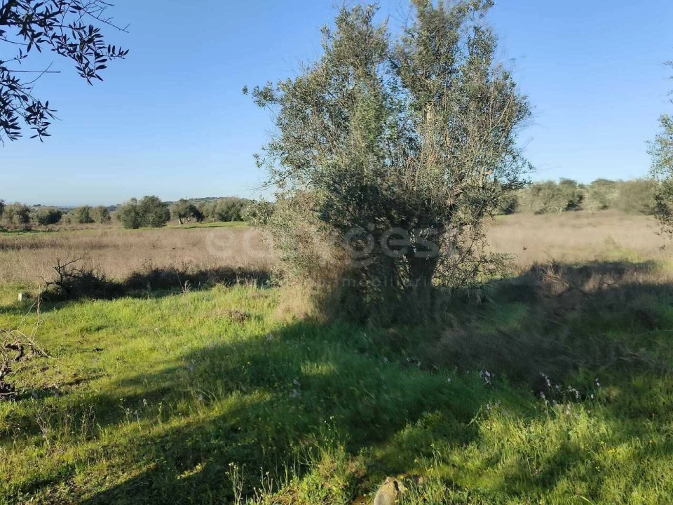 Terreno Agricola ou Rústico para Venda em Vila Alva Foto 3