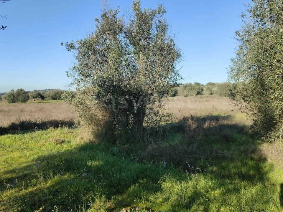 Terreno Agricola ou Rústico para Venda em Vila Alva Foto 4