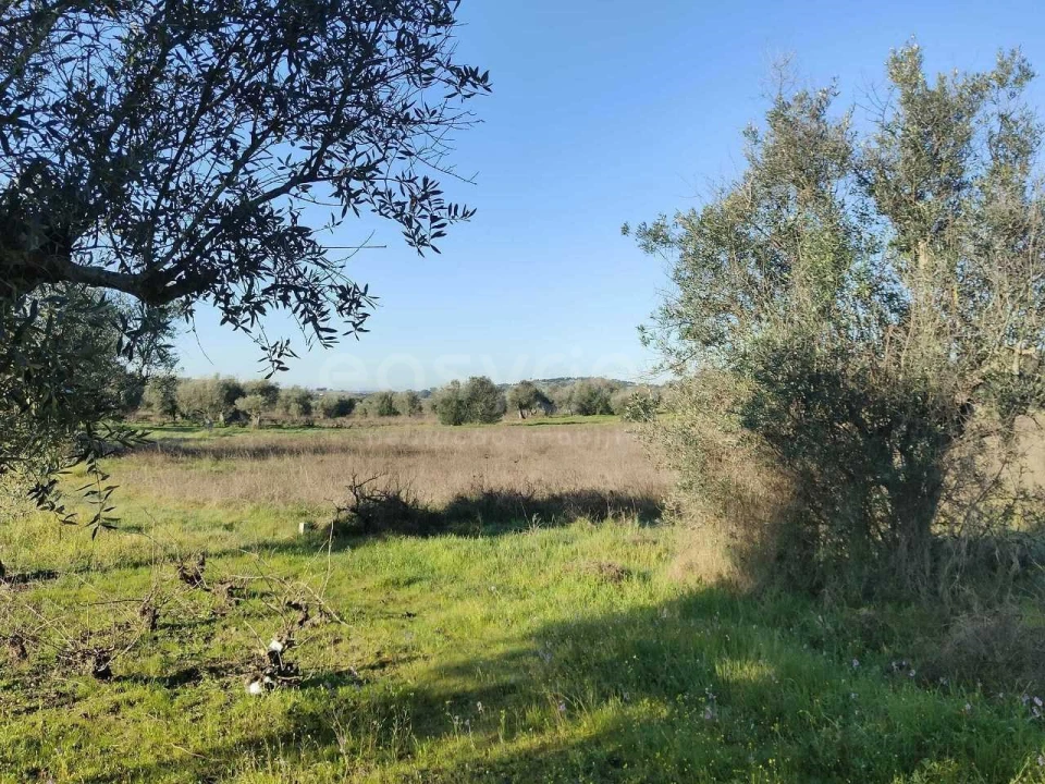 Terreno Agricola ou Rústico para Venda em Vila Alva Foto 5