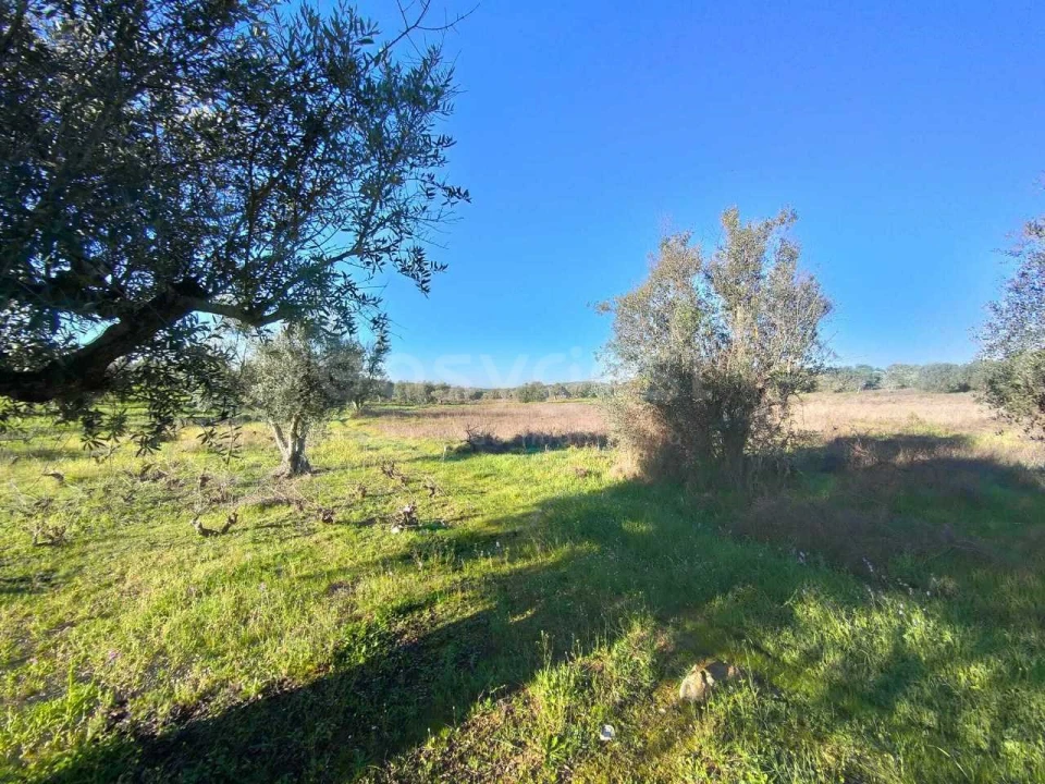 Terreno Agricola ou Rústico para Venda em Vila Alva Foto 8