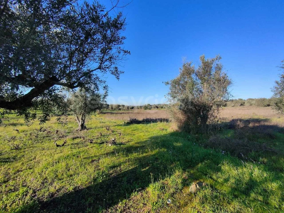 Terreno Agricola ou Rústico para Venda em Vila Alva Foto 10