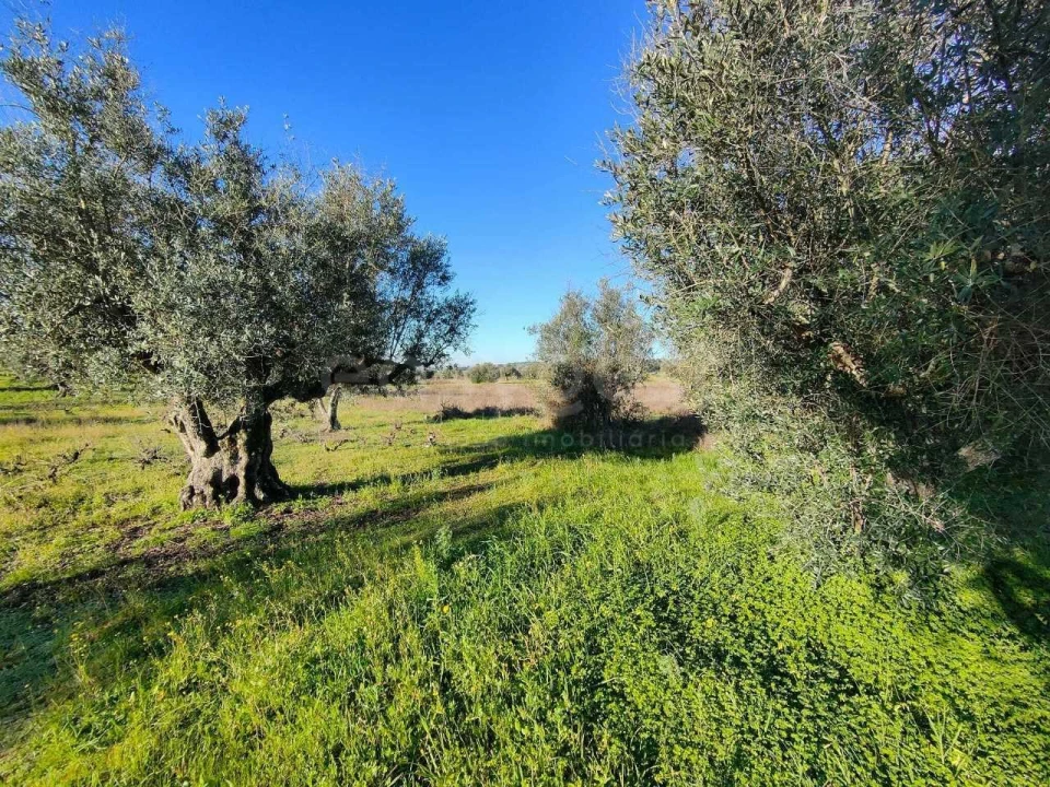 Terreno Agricola ou Rústico para Venda em Vila Alva Foto 12