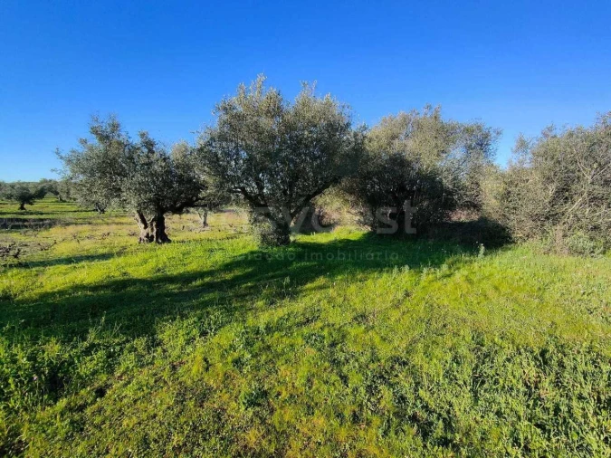 Terreno Agricola ou Rústico para Venda em Vila Alva Foto 7