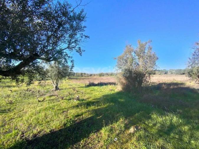 Terreno Agricola ou Rústico para Venda em Vila Alva Foto 8