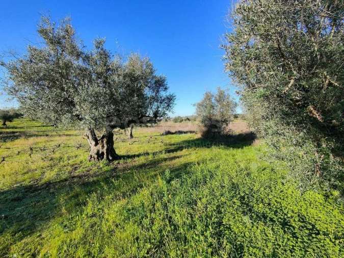 Terreno Agricola ou Rústico para Venda em Vila Alva Foto 9