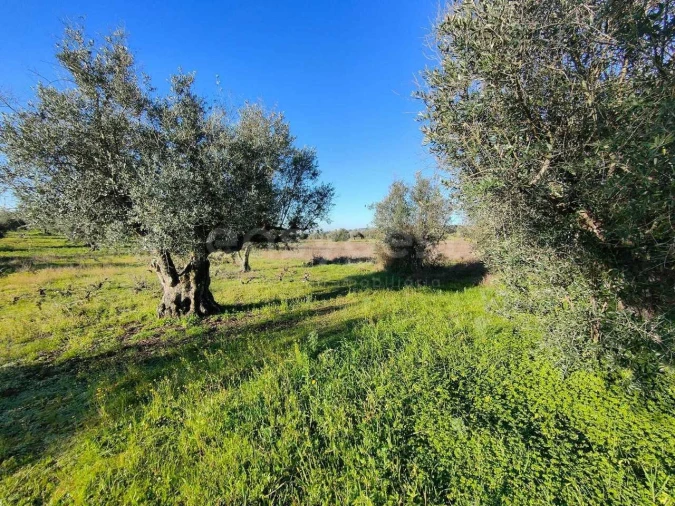Terreno Agricola ou Rústico para Venda em Vila Alva Foto 11