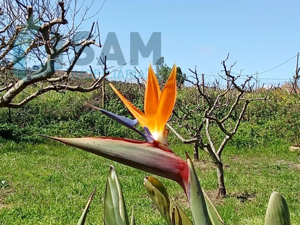 Terreno Misto para Venda em Aldeia Galega da Merceana e Aldeia Gavinha Foto 2