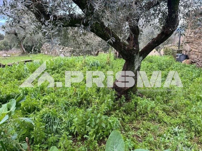 Armazém para Venda em Salgueiro do Campo Foto 15