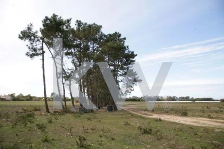 Terreno para Venda em São Teotónio Foto 4