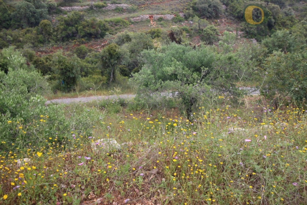 Terreno Agricola ou Rústico para Venda em Conceição e Estoi Foto 6