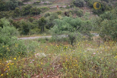 Terreno Agricola ou Rústico para Venda em Conceição e Estoi