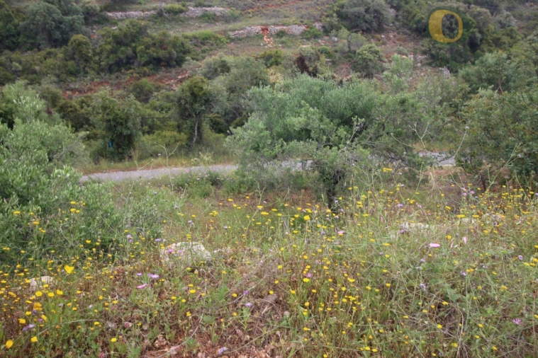 Terreno Agricola ou Rústico para Venda em Conceição e Estoi Foto 6