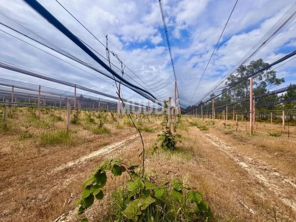 Negócio para Trespasse em Ovar, São João, Arada e São Vicente de Pereira Jusã Foto 6
