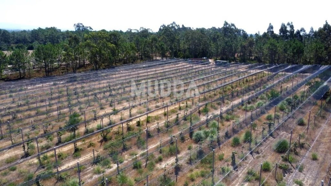 Negócio para Trespasse em Ovar, São João, Arada e São Vicente de Pereira Jusã Foto 32