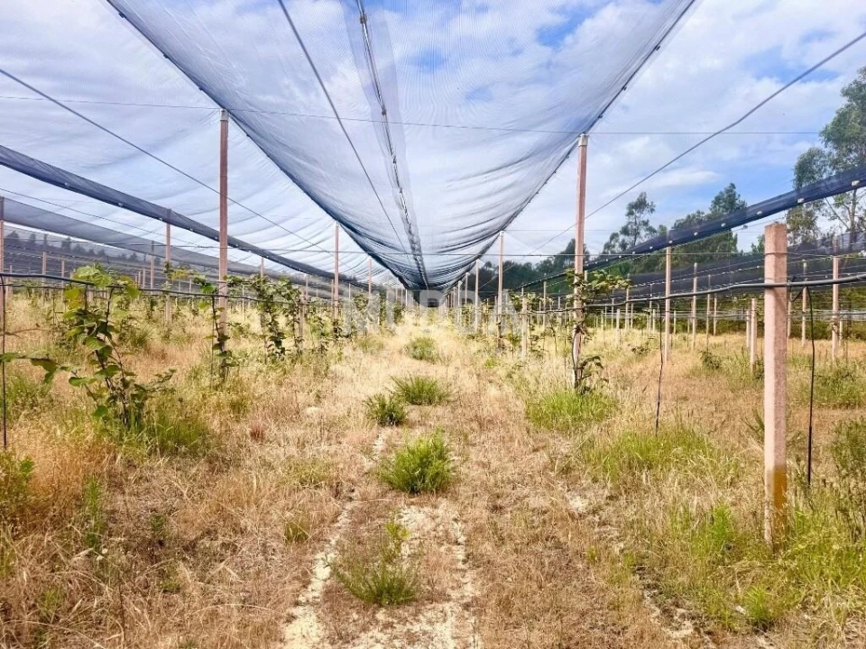 Negócio para Trespasse em Ovar, São João, Arada e São Vicente de Pereira Jusã Foto 15
