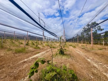 Negócio para Trespasse em Ovar, São João, Arada e São Vicente de Pereira Jusã