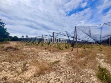 Negócio para Trespasse em Ovar, São João, Arada e São Vicente de Pereira Jusã