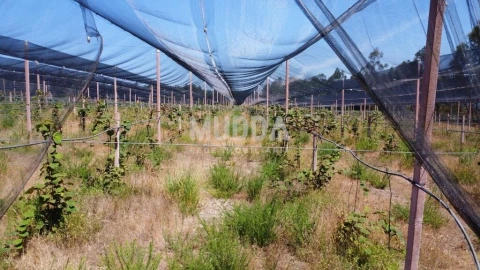 Negócio para Trespasse em Ovar, São João, Arada e São Vicente de Pereira Jusã