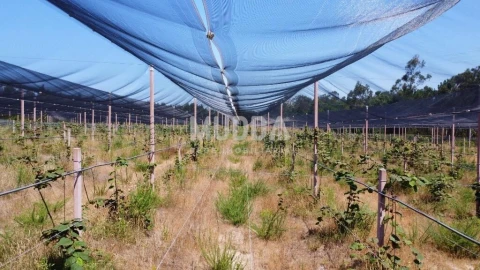 Negócio para Trespasse em Ovar, São João, Arada e São Vicente de Pereira Jusã