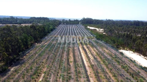 Negócio para Trespasse em Ovar, São João, Arada e São Vicente de Pereira Jusã
