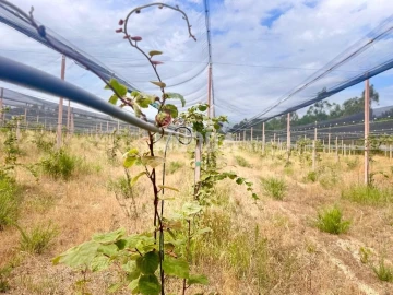 Negócio para Trespasse em Ovar, São João, Arada e São Vicente de Pereira Jusã