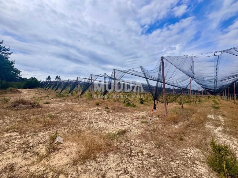 Negócio para Trespasse em Ovar, São João, Arada e São Vicente de Pereira Jusã Foto 3