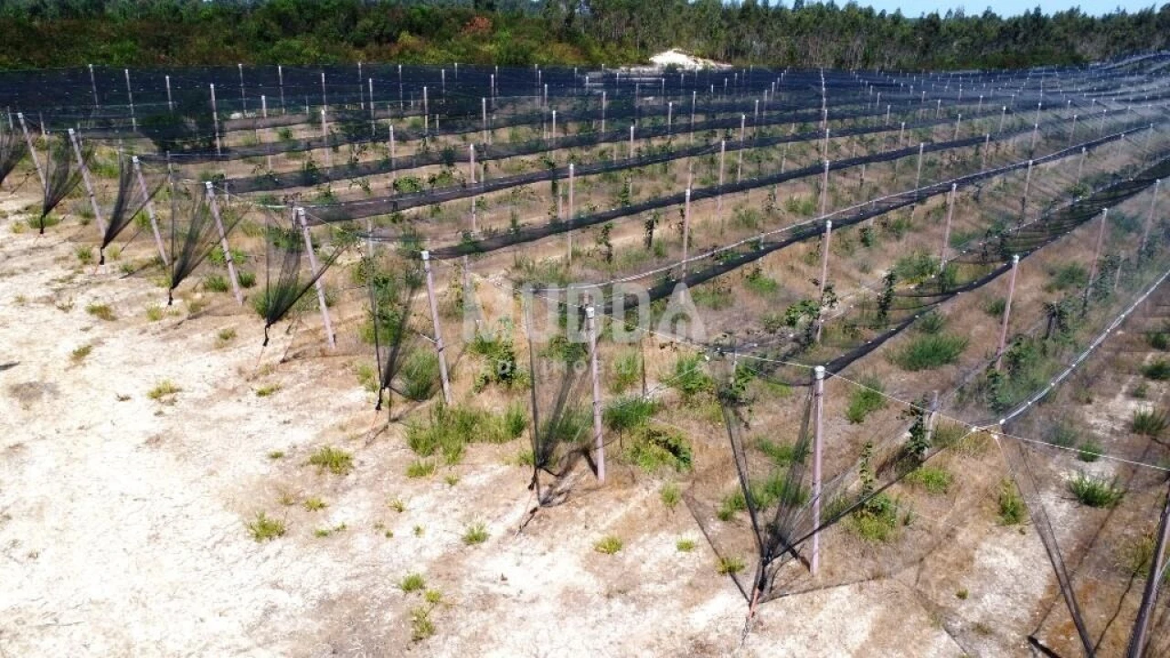 Negócio para Trespasse em Ovar, São João, Arada e São Vicente de Pereira Jusã Foto 26