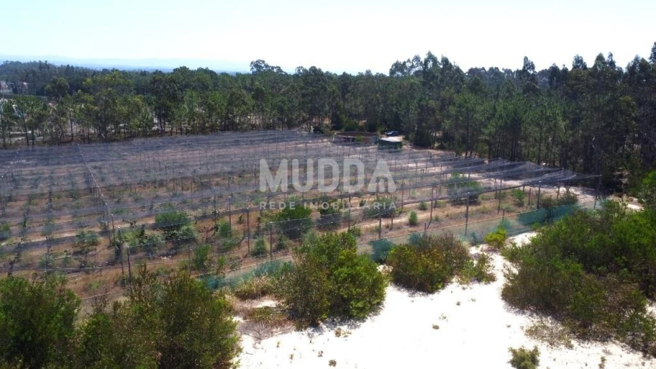 Negócio para Trespasse em Ovar, São João, Arada e São Vicente de Pereira Jusã Foto 31