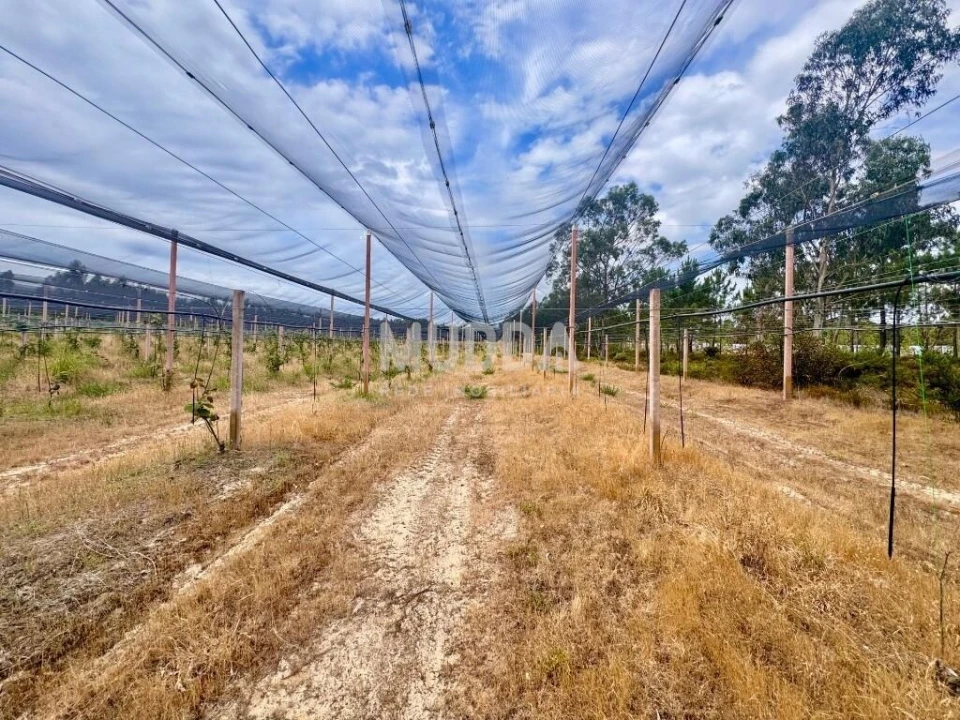Negócio para Trespasse em Ovar, São João, Arada e São Vicente de Pereira Jusã Foto 14