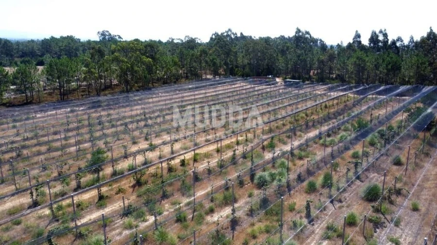 Negócio para Trespasse em Ovar, São João, Arada e São Vicente de Pereira Jusã Foto 32