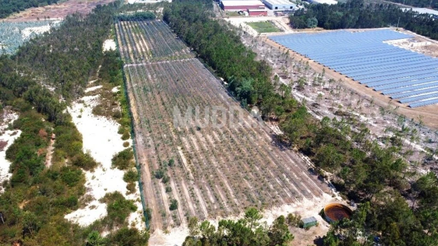 Negócio para Trespasse em Ovar, São João, Arada e São Vicente de Pereira Jusã Foto 21